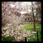 Cherry blossoms outside Wolvesey Castle