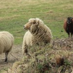 Saw some prize-winning sheep!