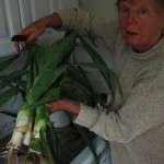 Leeks from the allotment