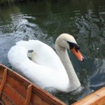 Well hello, pretty swan