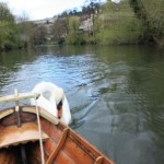 Pecking the boat away