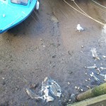 Discarded fisheads at lowtide