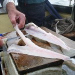 Filleting the cod...fish 'n chips!